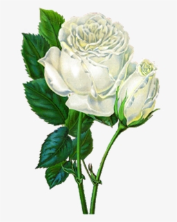 White Rose Png, Transparent Png, Free Download