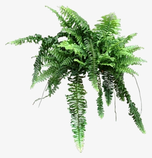 Fern Png, Transparent Png, Free Download