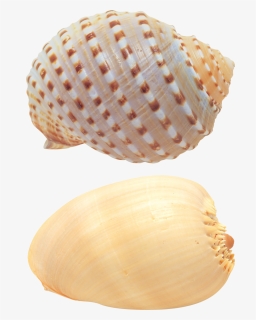 Seashell Png, Download Png Image With Transparent Background,, Png Download, Free Download