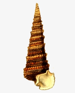 Seashell Png, Transparent Png, Free Download