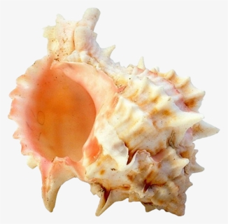 Seashell Png, Transparent Png, Free Download