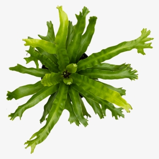 Fern Crissie, HD Png Download, Free Download