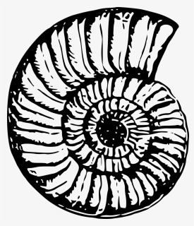 Seashell Png, Transparent Png, Free Download