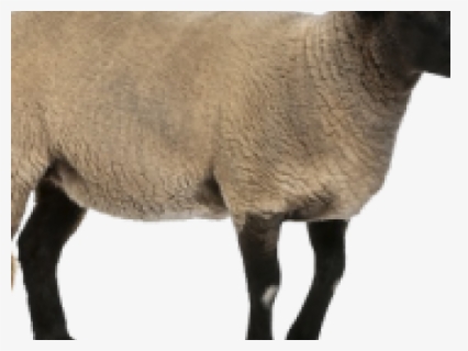Sheep Png, Transparent Png, Free Download