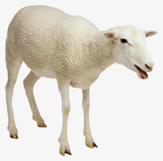 Sheep Png, Transparent Png, Free Download