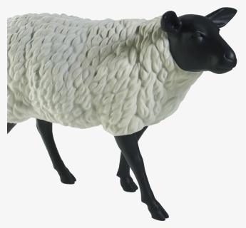 Sheep , Png Download, Transparent Png, Free Download