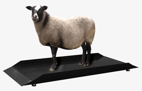 Sheep Png, Transparent Png, Free Download