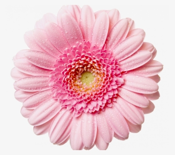 Pink Flower Transparent Background , Png Download, Png Download, Free Download