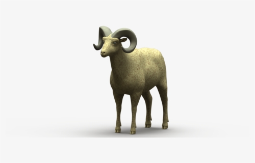 Sheep Png, Transparent Png, Free Download