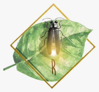 Fly , Png Download, Transparent Png, Free Download
