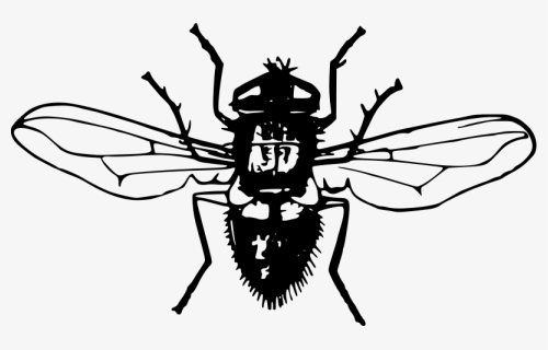 Download Fly Png Photo, Transparent Png, Free Download