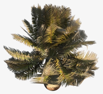 Paurotis Palm , Png Download, Transparent Png, Free Download