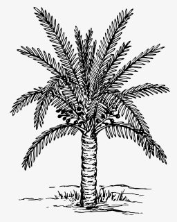 Sago Palm Clip Arts, HD Png Download, Free Download