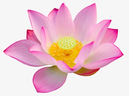 Lotus Png Big Size, Transparent Png, Free Download