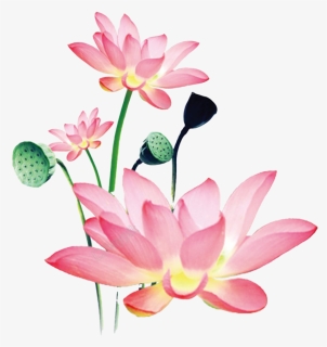 Lotus Png Free Background, Transparent Png, Free Download