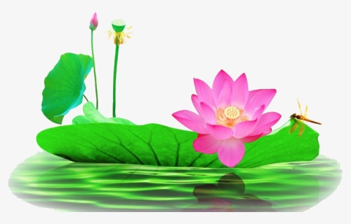 Lotus Flower Png Pic, Transparent Png, Free Download