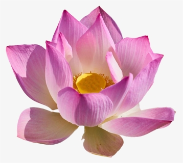 Lotus Flower Png Free Download, Transparent Png, Free Download