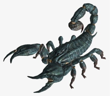 Scorpion Png Image, Transparent Png, Free Download