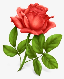 Pink Rose Png Image, Transparent Png, Free Download