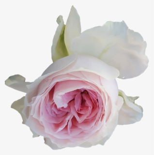 Pink Roses PNG Images, Free Transparent Pink Roses Download , Page 