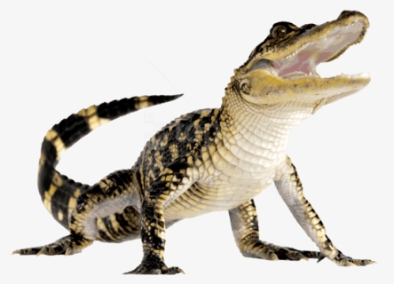 Free Png Download Crocodile Png Images Background Png, Transparent Png, Free Download