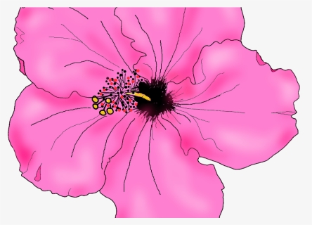 28 Collection Of Hibiscus Drawing Png High Quality,, Transparent Png, Free Download
