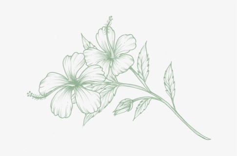 Olfactory-hibiscus, HD Png Download, Free Download