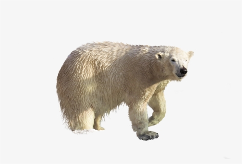 Polar Bear Png, Transparent Png, Free Download