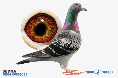 Doves Png, Transparent Png, Free Download
