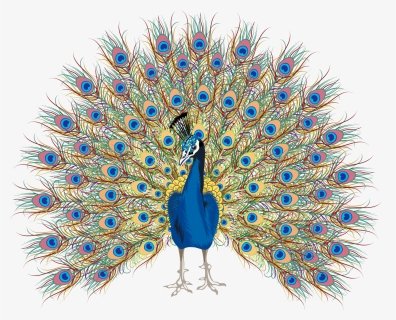 Peacock Free Hand Drawing, Png Download, Transparent Png, Free Download
