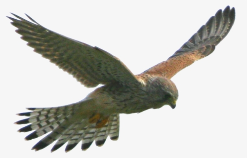 Eagle Flight Hawk Bird, HD Png Download, Free Download