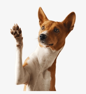 Dog Paw Png, Transparent Png, Free Download