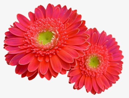Coral Flower Png, Transparent Png, Free Download