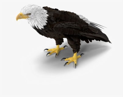 Bald Eagle Png Download Image, Transparent Png, Free Download