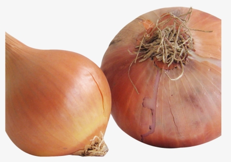 Onion Png Image1, Transparent Png, Free Download