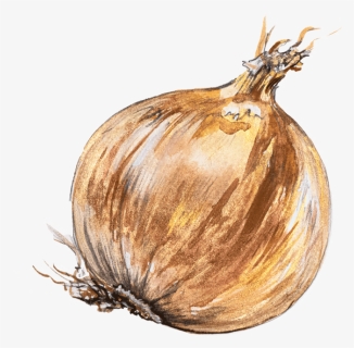 Onion, HD Png Download, Free Download
