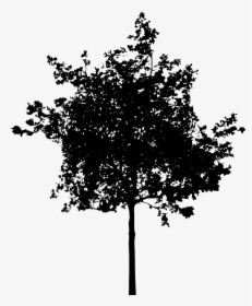 Tree, Bush, Nature, Leaves, Trunk, Silhouette - Silhouette Architecture Tree Png, Transparent Png, Free Download