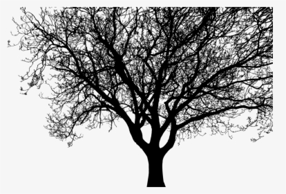 Transparent Tree Limb Png - Big Tree Silhouette Png, Png Download, Free Download