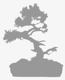 Chinese Elm - Oak, HD Png Download, Free Download