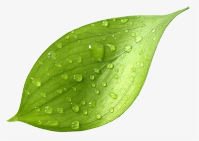 This Graphics Is Leaf Transparent After The Rain About - Fresh Tea Leaf Png, Png Download, Free Download