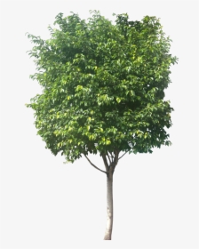 Ficus Benjamina Ficus Png, Transparent Png, Free Download