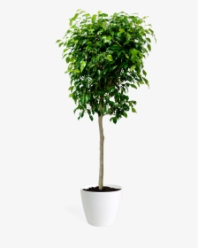 Transparent Ficus Tree Png, Png Download, Free Download