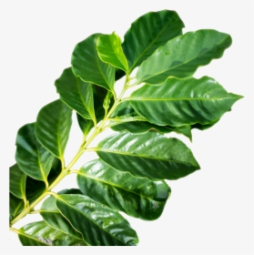 Coffee-leaf - Coffee Leaf Png, Transparent Png, Free Download