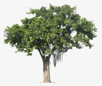 Tropical Plant Pictures - Transparent Background Tree Png, Png Download, Free Download
