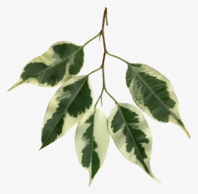 Ficus Benjamina Scanned Leaves - Weeping Fig, HD Png Download, Free Download