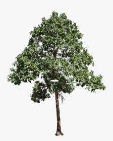 Clip Art Fig Tree Drawing, HD Png Download, Free Download