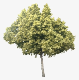 Variegated Ficus Microcarpa - Olive Tree Cut Out, HD Png Download, Free Download
