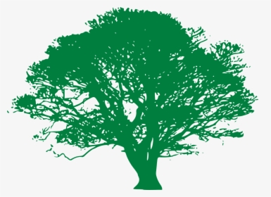 Tree, Deciduous, Ficus, Green, Huge, Outreaching - Green Tree Silhouette Png, Transparent Png, Free Download