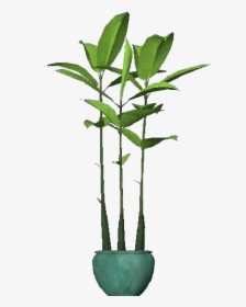 3d Flowers - Ficus Robusta - Acca Software - Plantas 3d Png, Transparent Png, Free Download