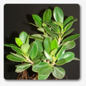 Ficus Dwarf Plant Means, HD Png Download, Free Download